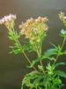 Eupatorium perfoliatum